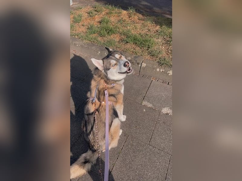 Milo: wer geht mit ihm durchs Leben?