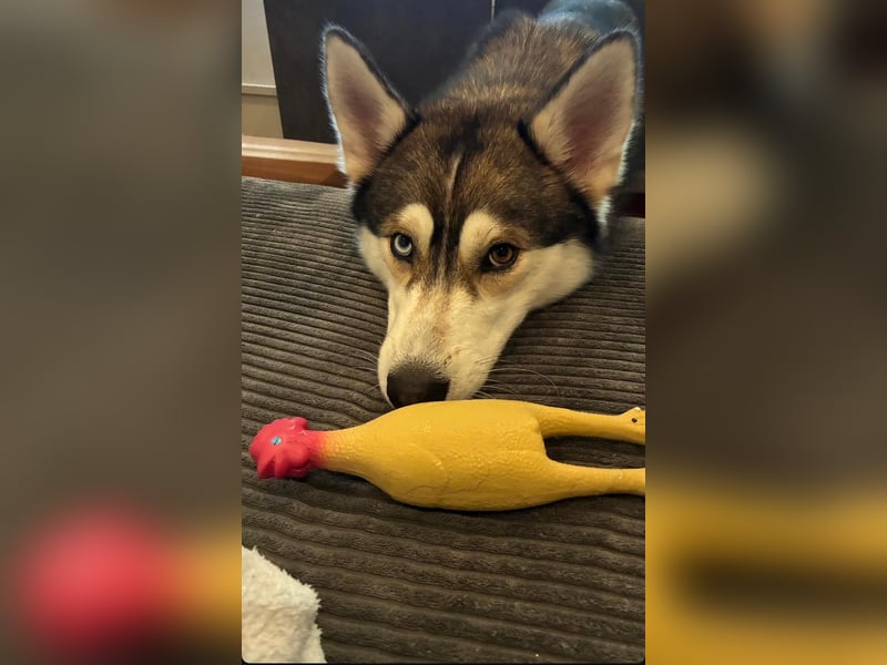 Milo: wer geht mit mir durch Dick und Dünn