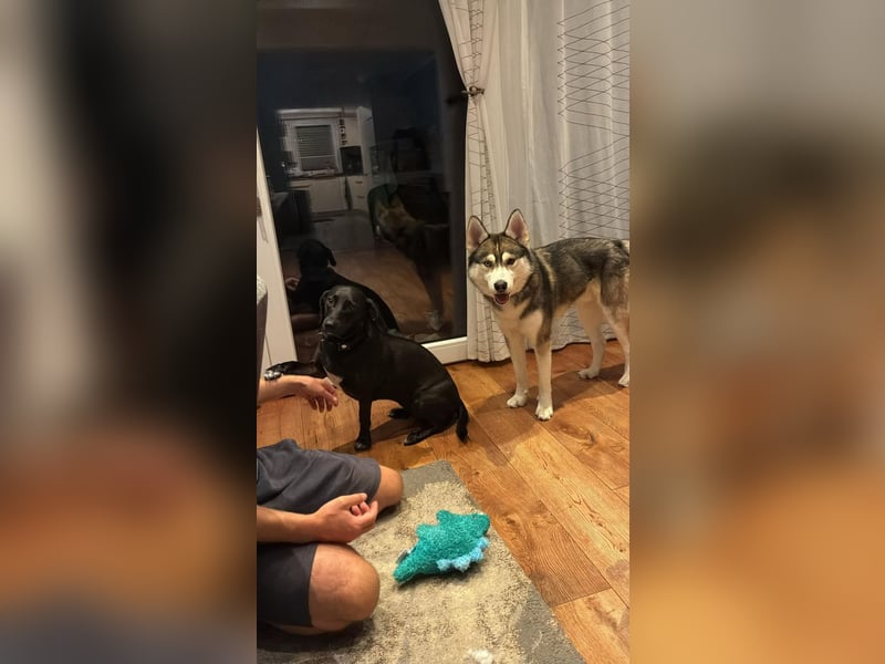 Milo: wer geht mit mir durch Dick und Dünn