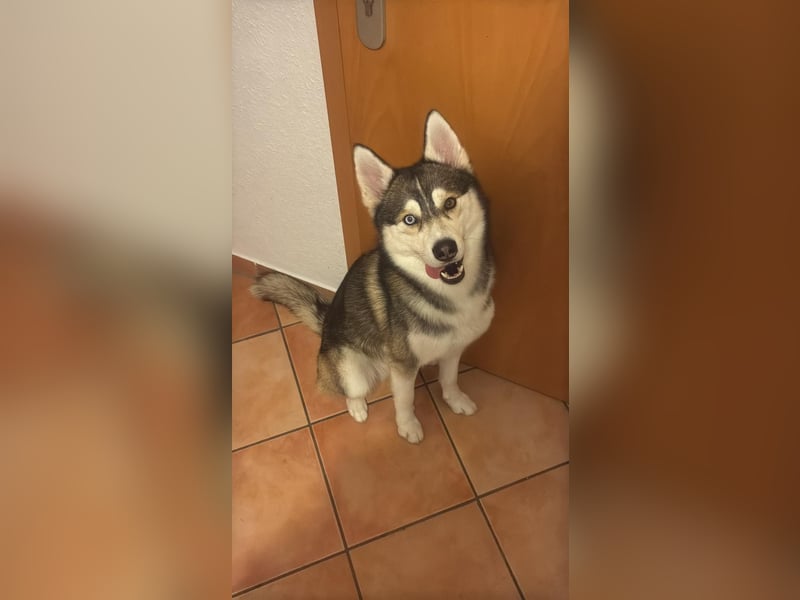 Milo: wer geht mit mir durch Dick und Dünn