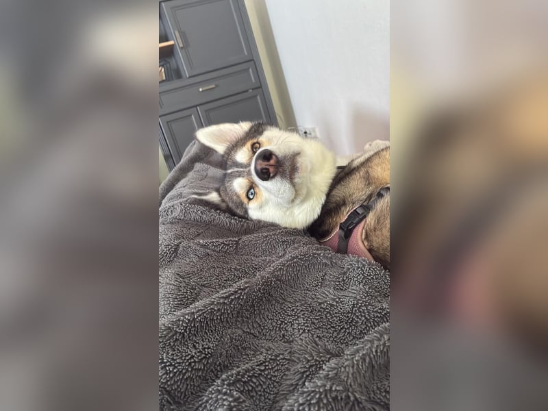 Milo: wer geht mit ihm durchs Leben?