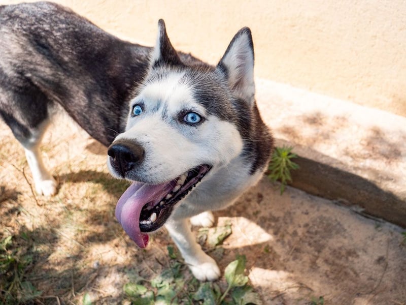 SHEYLLA-großes Herz auf der Suche nach ihrer liebevollen Für-immer-Familie