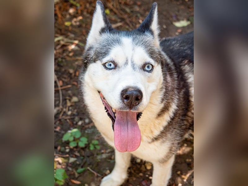 SHEYLLA-großes Herz auf der Suche nach ihrer liebevollen Für-immer-Familie