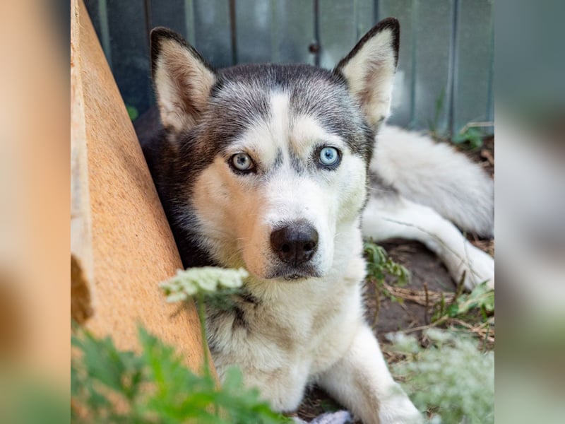 SHEYLLA-großes Herz auf der Suche nach ihrer liebevollen Für-immer-Familie