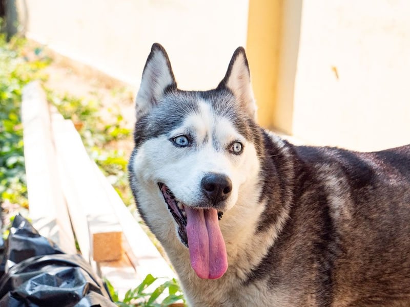 SHEYLLA-großes Herz auf der Suche nach ihrer liebevollen Für-immer-Familie
