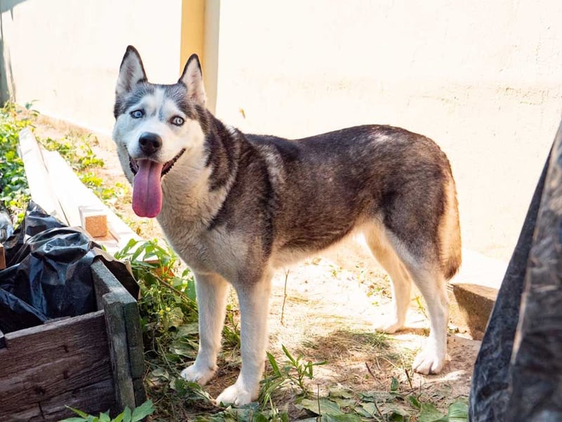 SHEYLLA-großes Herz auf der Suche nach ihrer liebevollen Für-immer-Familie