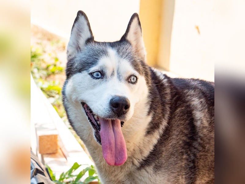 SHEYLLA-großes Herz auf der Suche nach ihrer liebevollen Für-immer-Familie