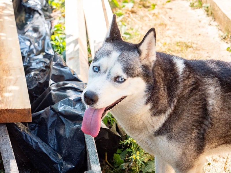 SHEYLLA-großes Herz auf der Suche nach ihrer liebevollen Für-immer-Familie