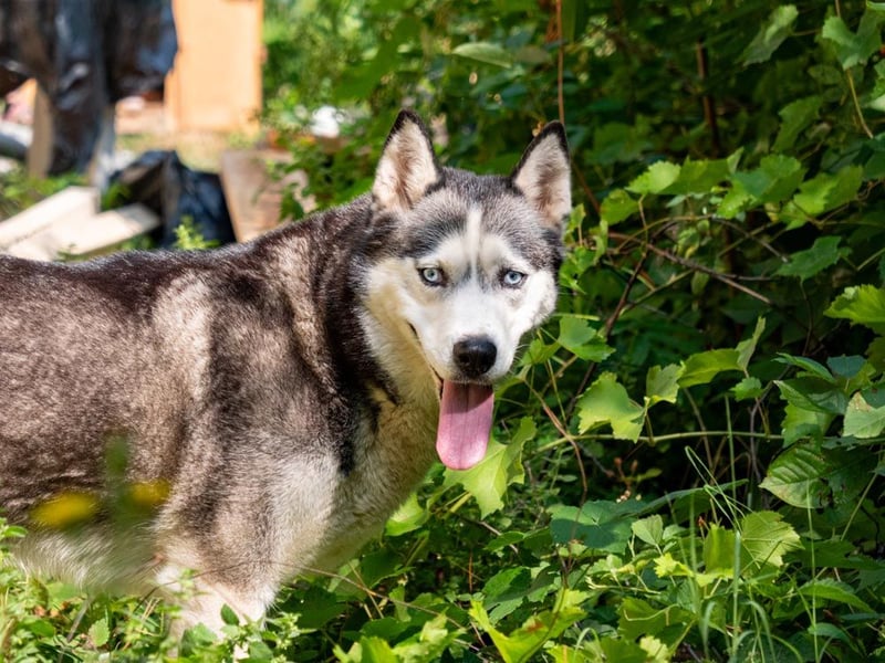 SHEYLLA-großes Herz auf der Suche nach ihrer liebevollen Für-immer-Familie