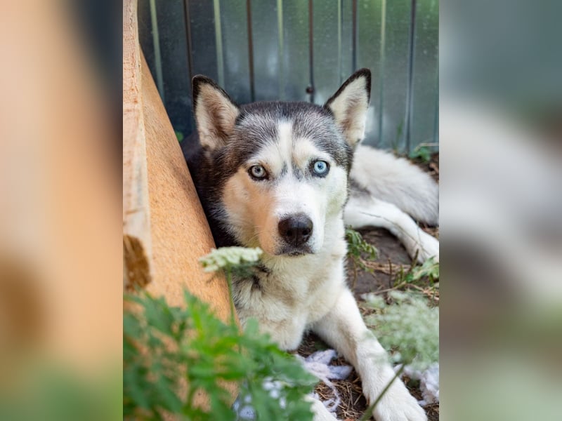 SHEYLLA-großes Herz auf der Suche nach ihrer liebevollen Für-immer-Familie