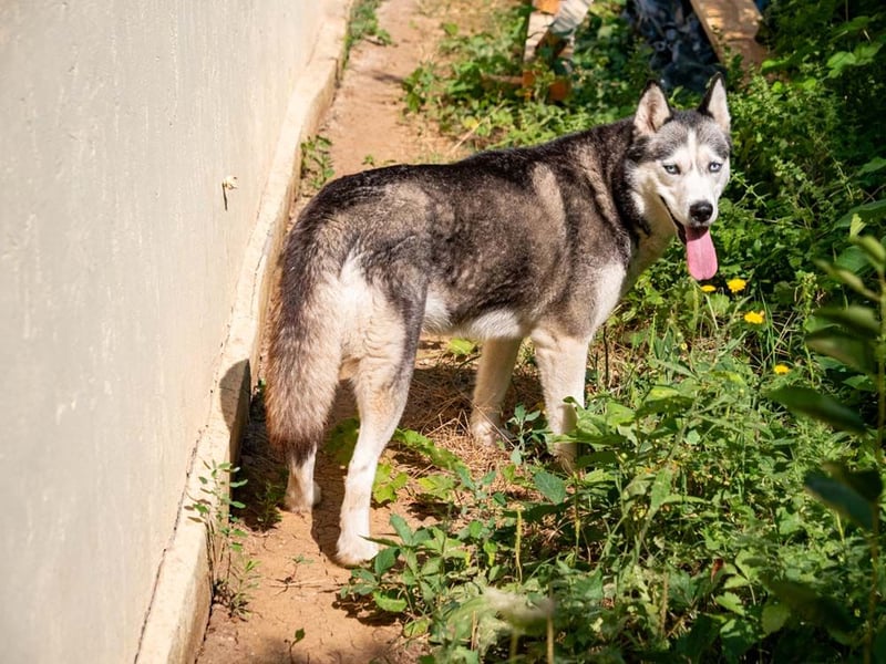 SHEYLLA-großes Herz auf der Suche nach ihrer liebevollen Für-immer-Familie