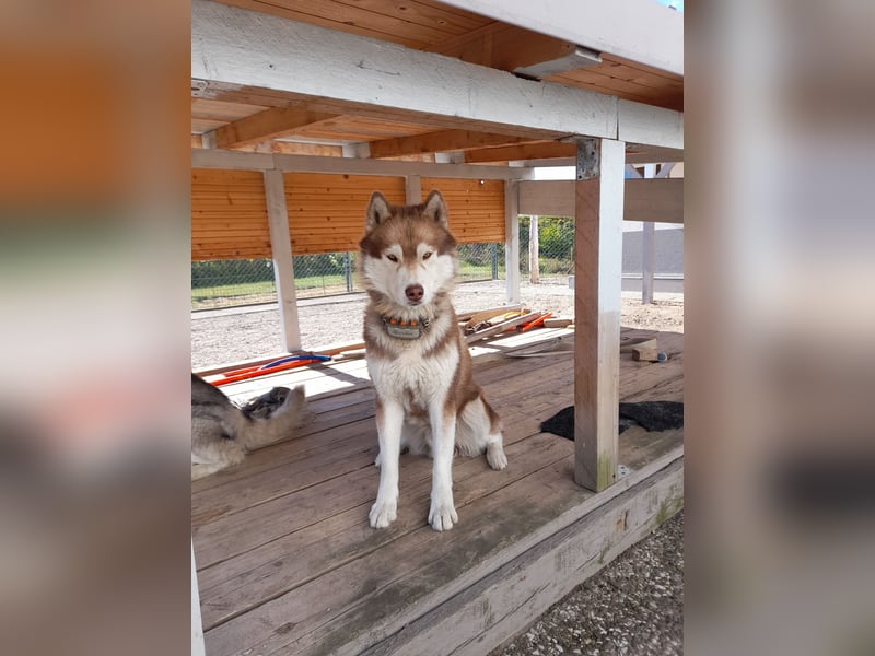 Zwei besondere Siberian Husky-Rüden suchen Ihre erste Husky-Dame
