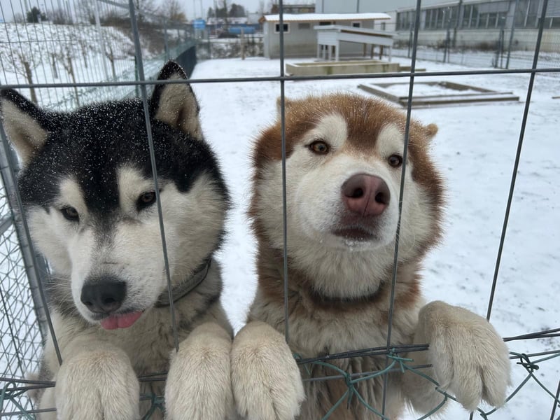 Zwei besondere Siberian Husky-Rüden suchen Ihre erste Husky-Dame