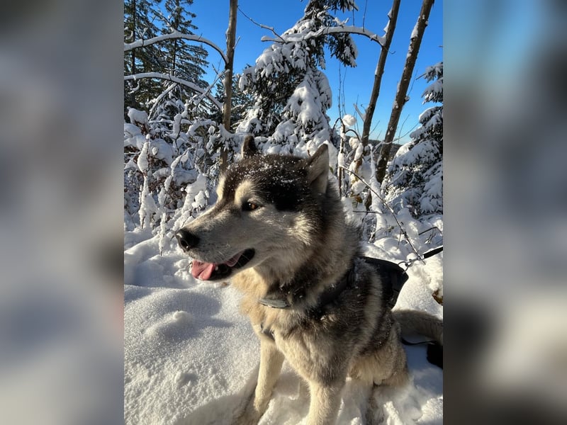 Zwei besondere Siberian Husky-Rüden suchen Ihre erste Husky-Dame