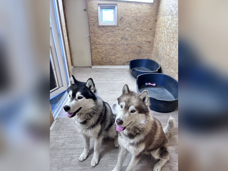 Zwei besondere Siberian Husky-Rüden suchen Ihre erste Husky-Dame