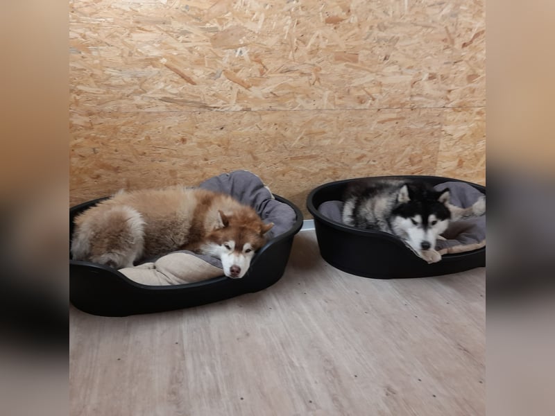 Zwei besondere Siberian Husky-Rüden suchen Ihre erste Husky-Dame