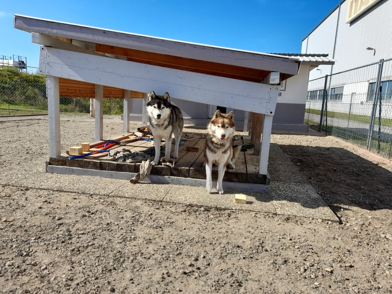 Zwei besondere Siberian Husky-Rüden suchen Ihre erste Husky-Dame