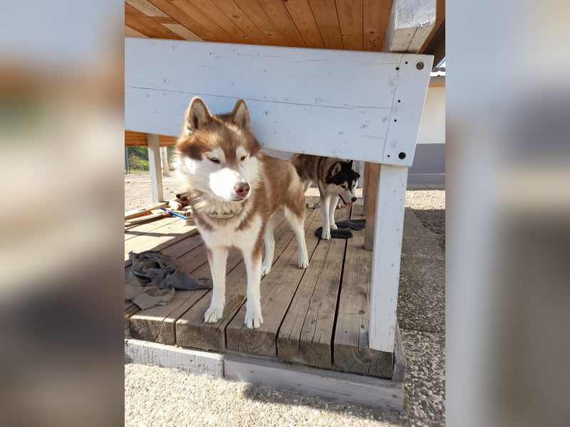 Zwei besondere Siberian Husky-Rüden suchen Ihre erste Husky-Dame