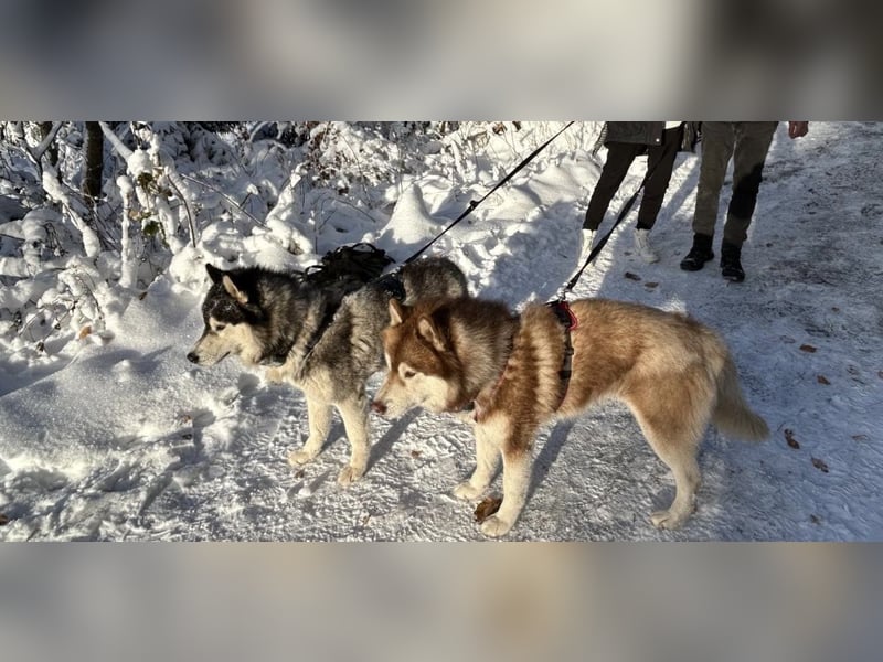 Zwei besondere Siberian Husky-Rüden suchen Ihre erste Husky-Dame