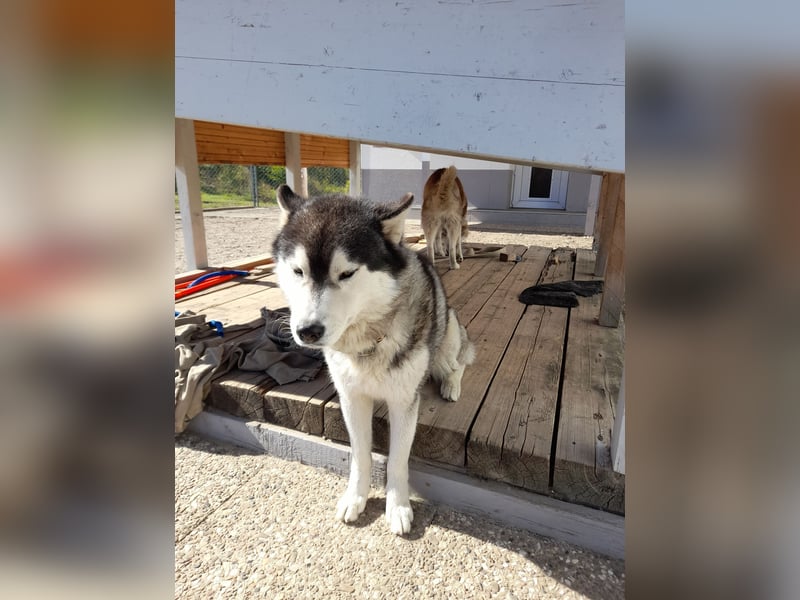 Zwei besondere Siberian Husky-Rüden suchen Ihre erste Husky-Dame