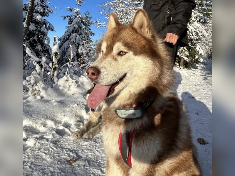 Zwei besondere Siberian Husky-Rüden suchen Ihre erste Husky-Dame