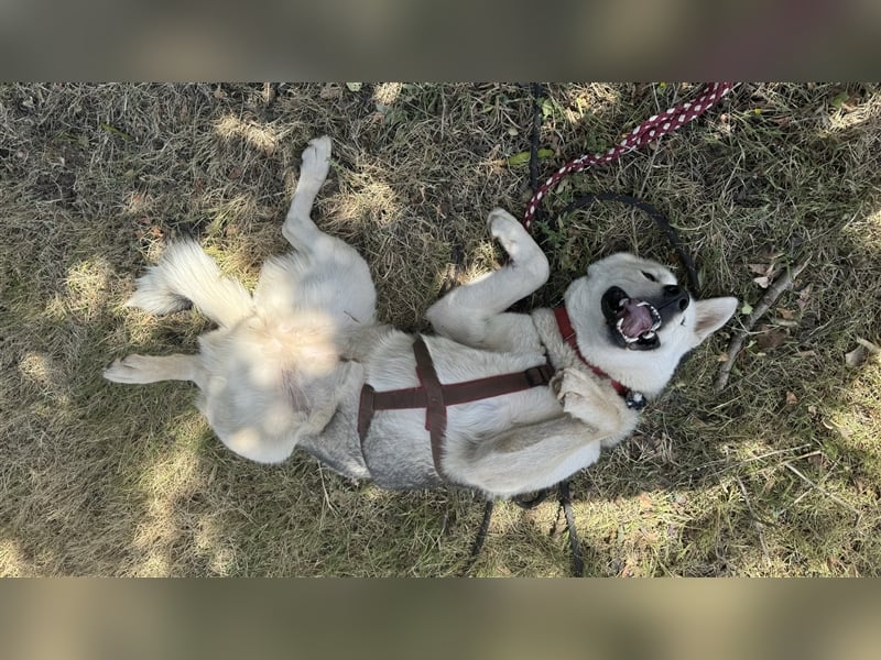 Huskydame Miel sucht neuen Wirkungskreis