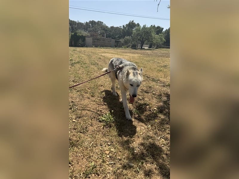 Huskydame Miel sucht neuen Wirkungskreis