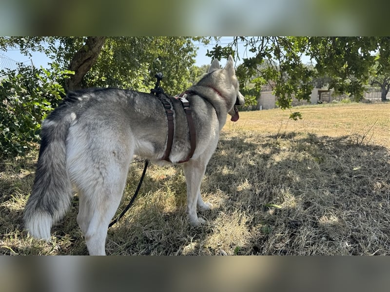 Huskydame Miel sucht neuen Wirkungskreis