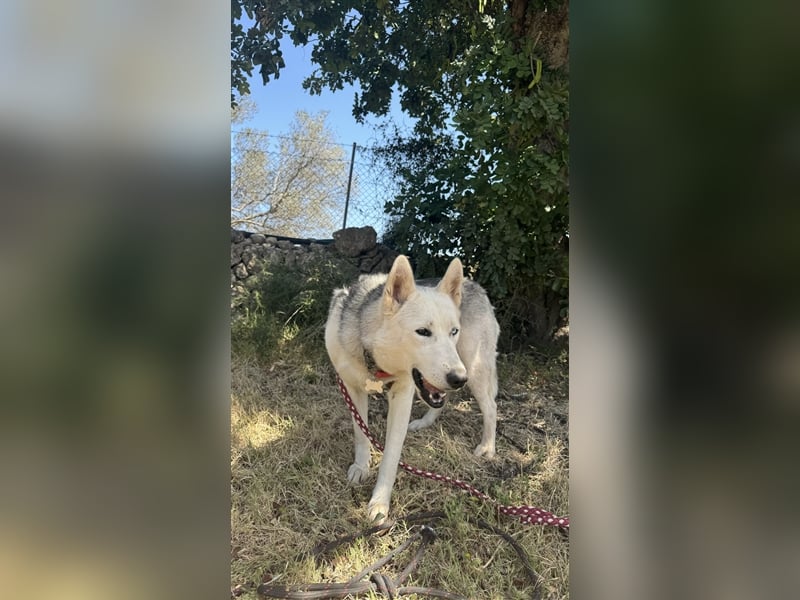 Huskydame Miel sucht neuen Wirkungskreis