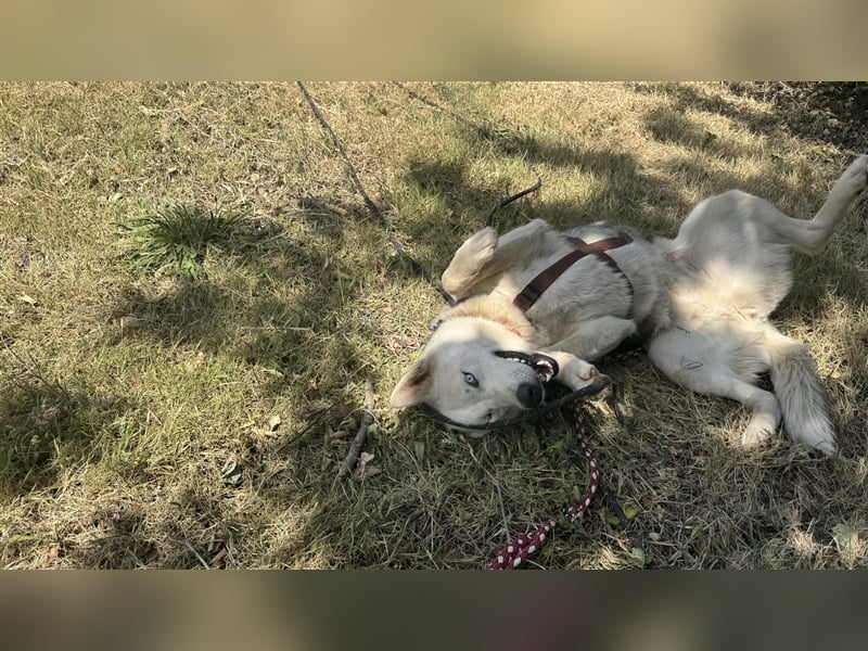 Huskydame Miel sucht neuen Wirkungskreis