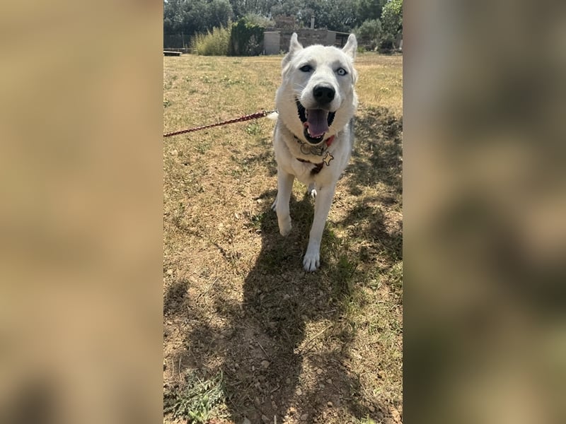 Huskydame Miel sucht neuen Wirkungskreis