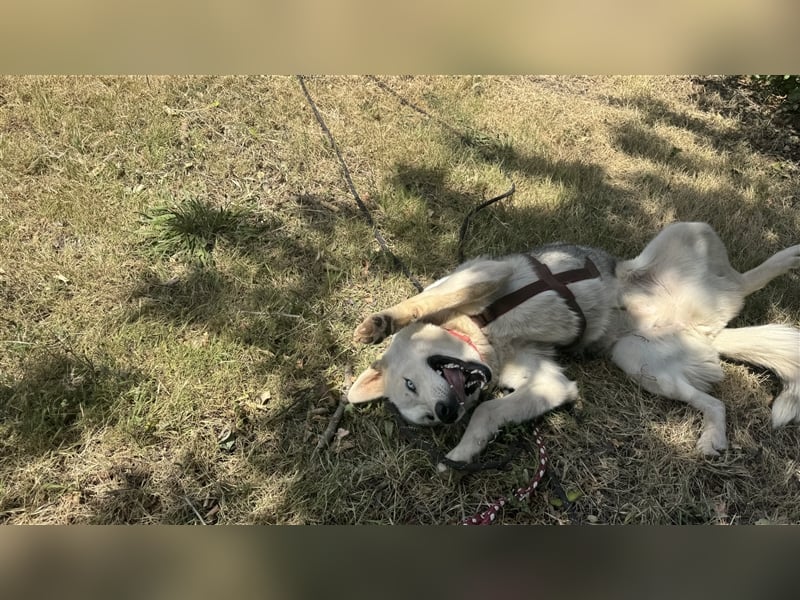 Huskydame Miel sucht neuen Wirkungskreis