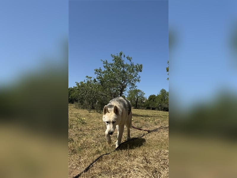 Huskydame Miel sucht neuen Wirkungskreis
