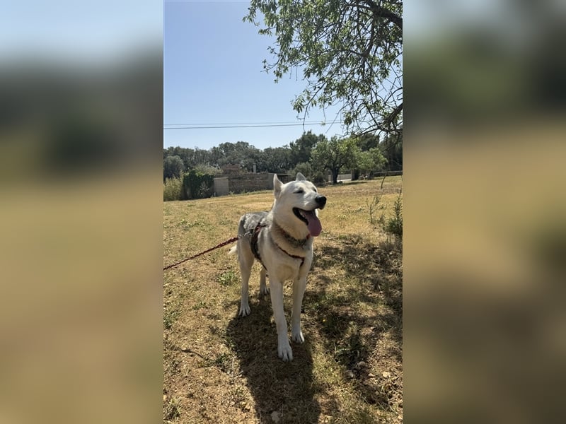 Huskydame Miel sucht neuen Wirkungskreis