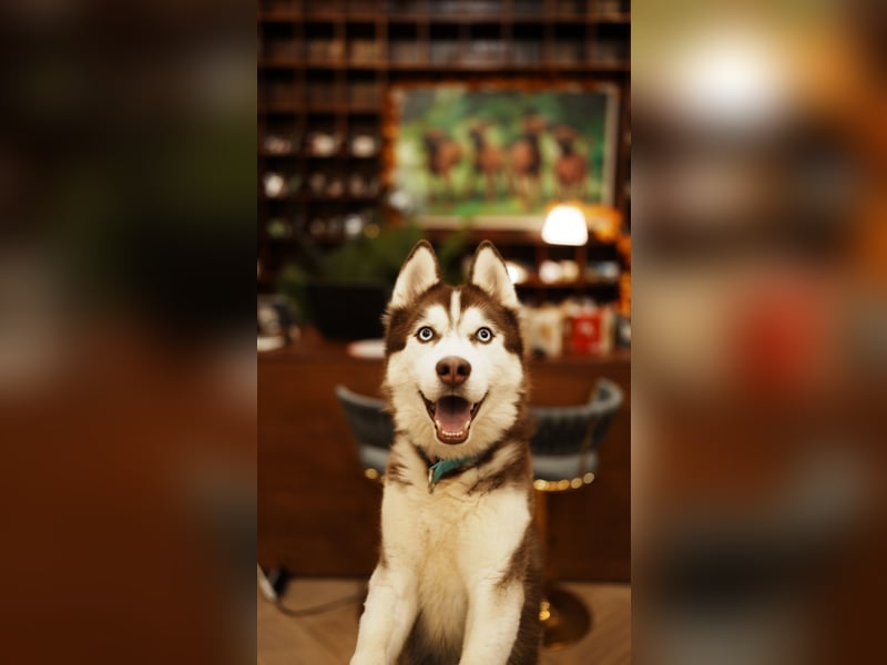 Himchan, aktiver, fröhlicher Junghund