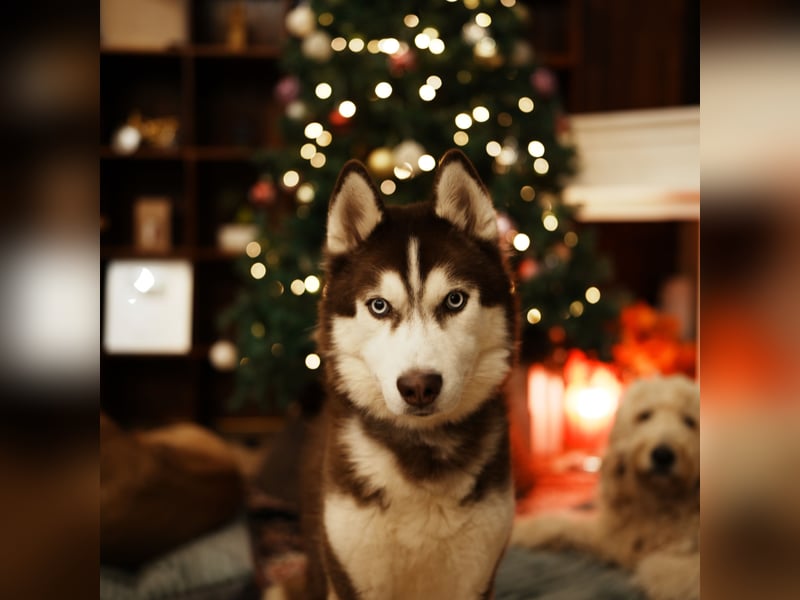 Himchan, aktiver, fröhlicher Junghund