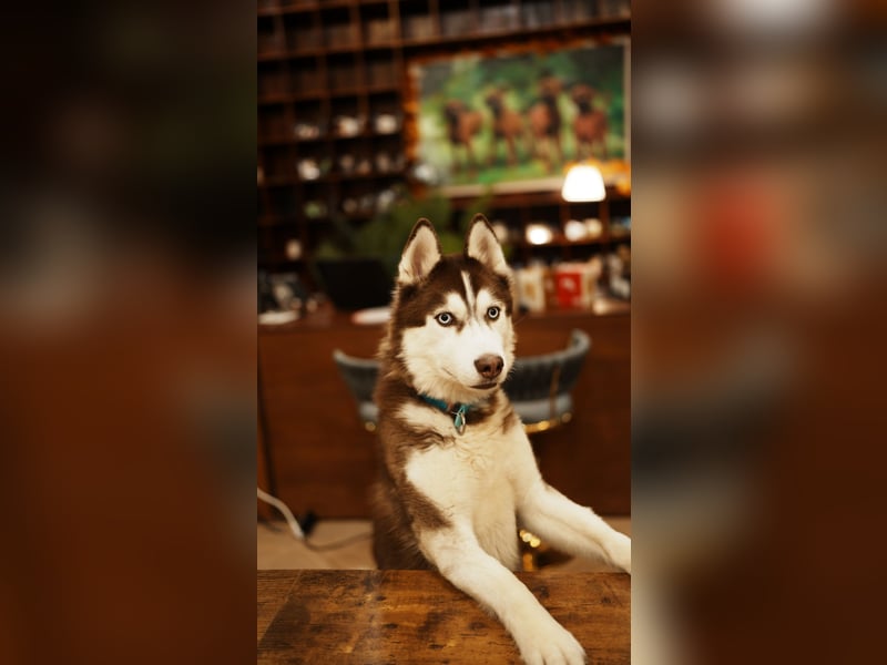 Himchan, aktiver, fröhlicher Junghund