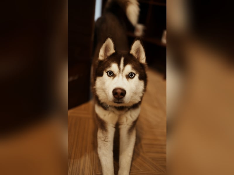 Himchan, aktiver, fröhlicher Junghund