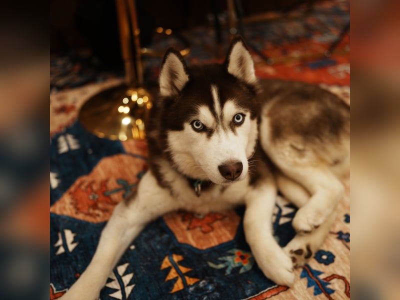 Himchan, aktiver, fröhlicher Junghund