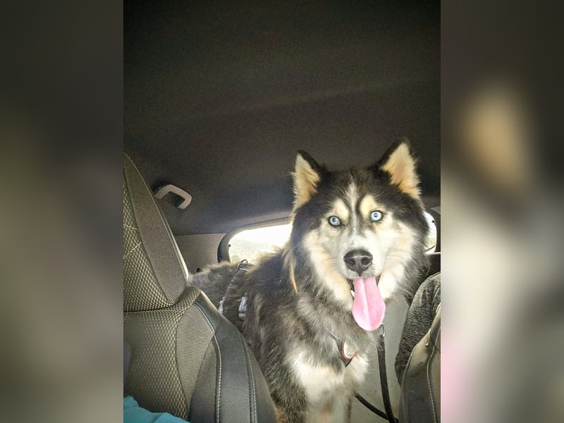 Ace - auf der Suche nach Liebe und Geborgenheit