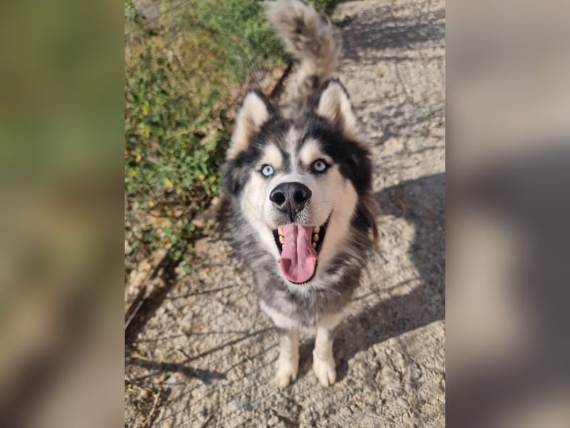 Ace - auf der Suche nach Liebe und Geborgenheit