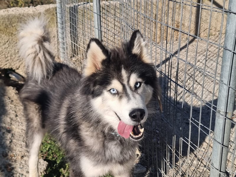 Ace - auf der Suche nach Liebe und Geborgenheit