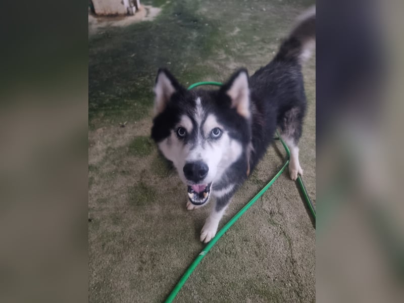 Ace - auf der Suche nach Liebe und Geborgenheit