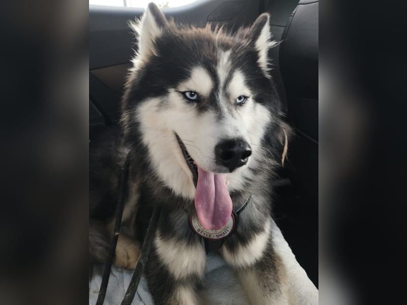 Ace - auf der Suche nach Liebe und Geborgenheit