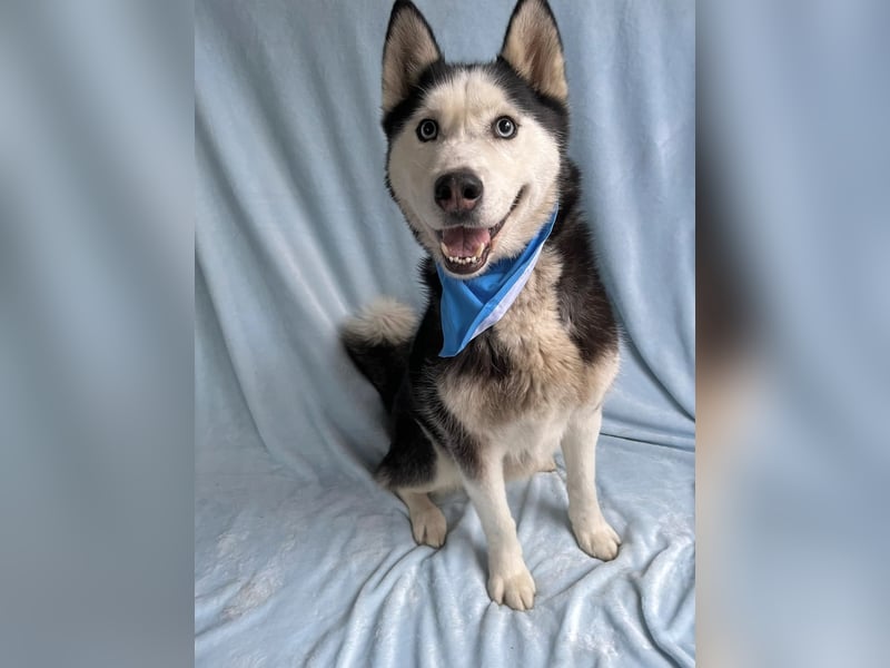 ALASKA - Rundum verträglicher sibirischer Husky Rüde sucht sein Fürimmer!