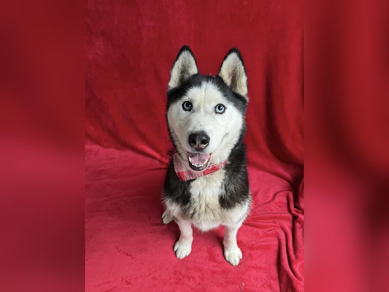 ALASKA - Rundum verträglicher sibirischer Husky Rüde sucht sein Fürimmer!