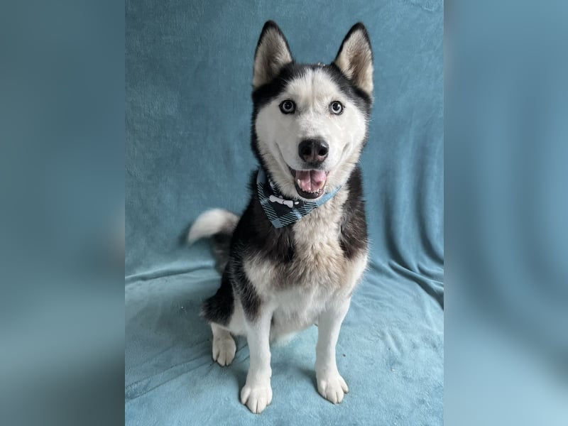 ALASKA - Rundum verträglicher sibirischer Husky Rüde sucht sein Fürimmer!