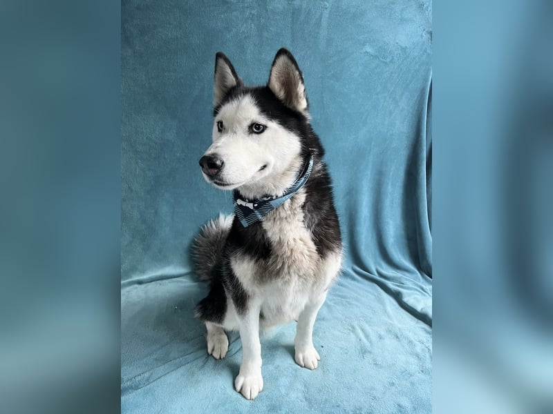ALASKA - Rundum verträglicher sibirischer Husky Rüde sucht sein Fürimmer!