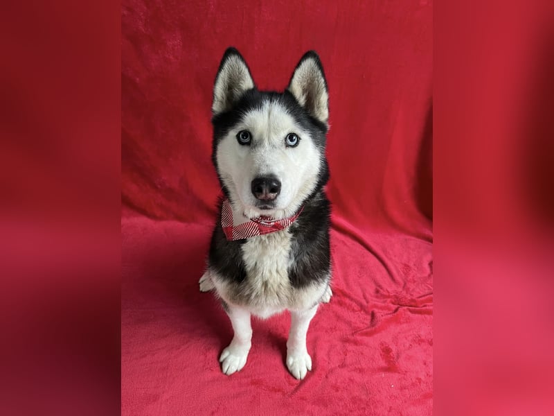 ALASKA - Rundum verträglicher sibirischer Husky Rüde sucht sein Fürimmer!