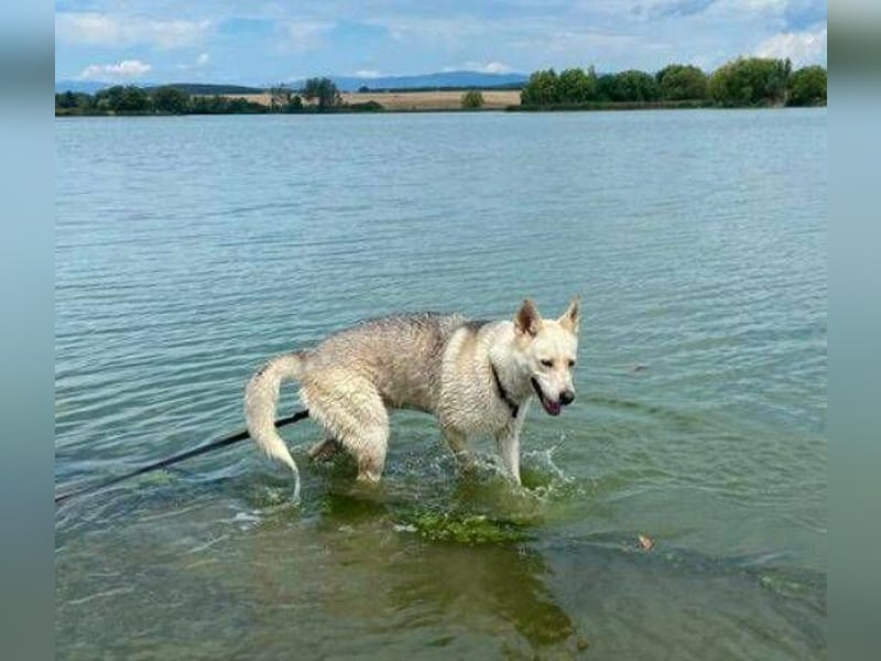 NANOUK ist ein ganz lieber Kerl